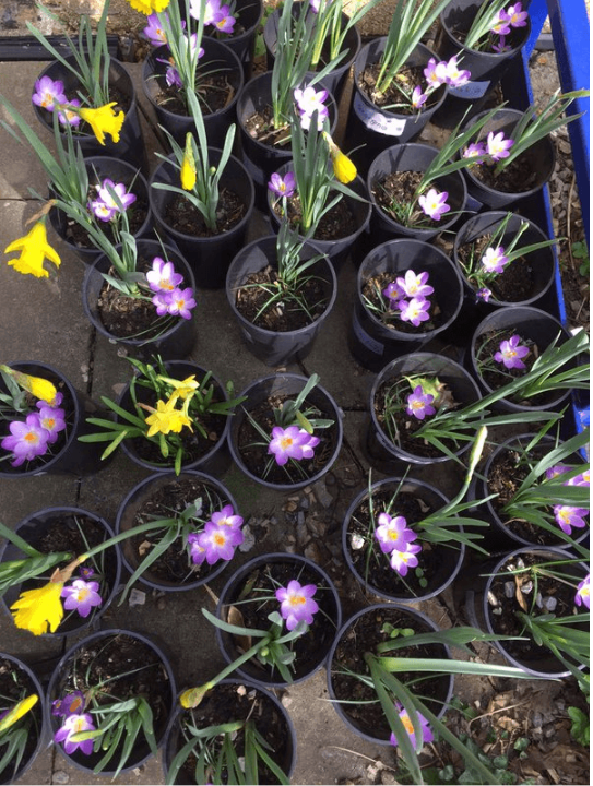 A photograph looking down on about 20 or so potted flowers. The flowers are young, spring flowers, and are yellow and purple in colour