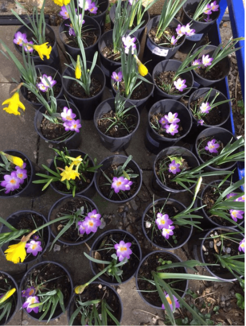 A photograph looking down on about 20 or so potted flowers. The flowers are young, spring flowers, and are yellow and purple in colour
